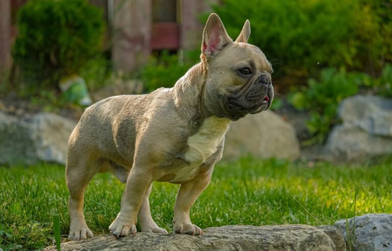 The Cost of a Frenchton Puppy: How Much Should You Expect from a Responsible Breeder?